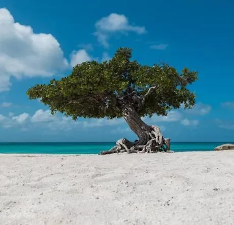 Bubali V Lägenhet Palm Beach